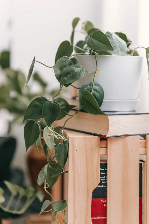 Top Air Purifying Plants To Feel Better At Home