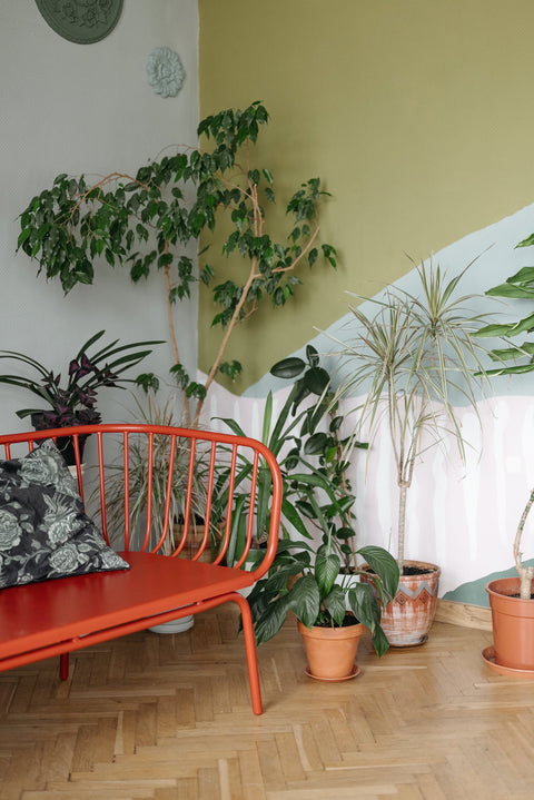 Rating Popular Houseplants By Looks and Difficulty