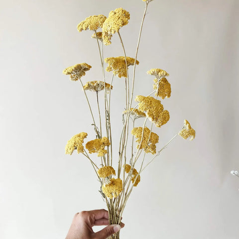 Yellow Yarrow Stems, Dried Wildflowers