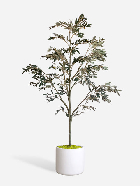 Artificial Tall Olive Tree & White Cylinder Planter
