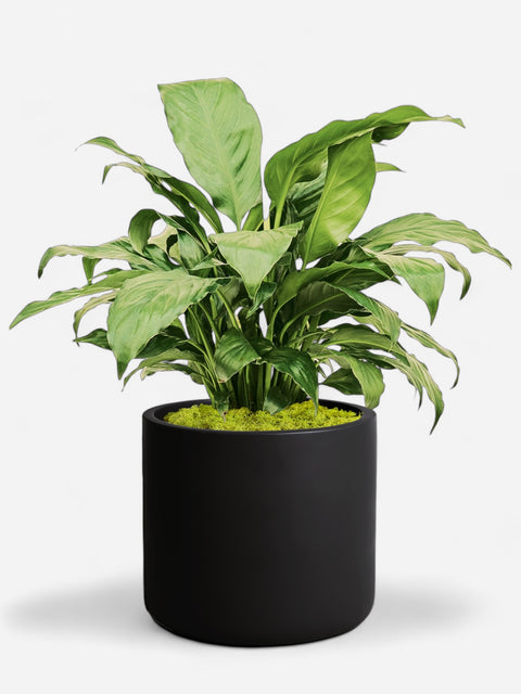 Cylinder Black Planter With Moss Cover