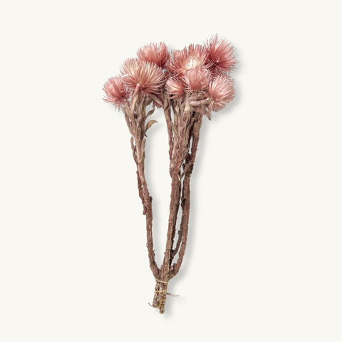 Pink Silver Daisy, Dried Wildflowers
