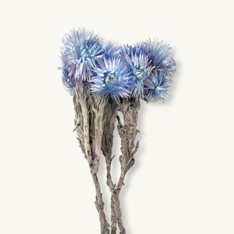 Blue Silver Daisy, Dried Wildflowers