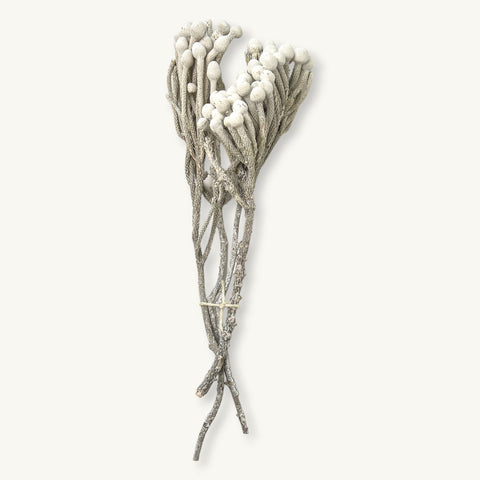 White Brunia Stems, Dried Wildflowers