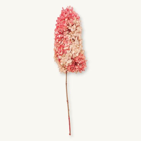 Ombre Red Hydrangea, Dried Wildflower