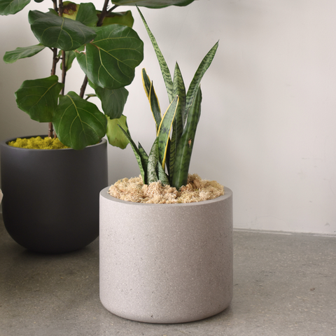 Cylinder Cement Planter With Moss Cover
