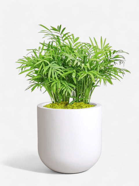 Rounded White Planter With Moss Cover