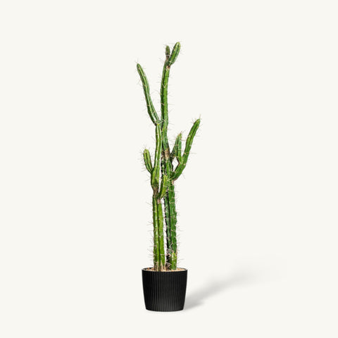 Artificial Green Cactus, Medium
