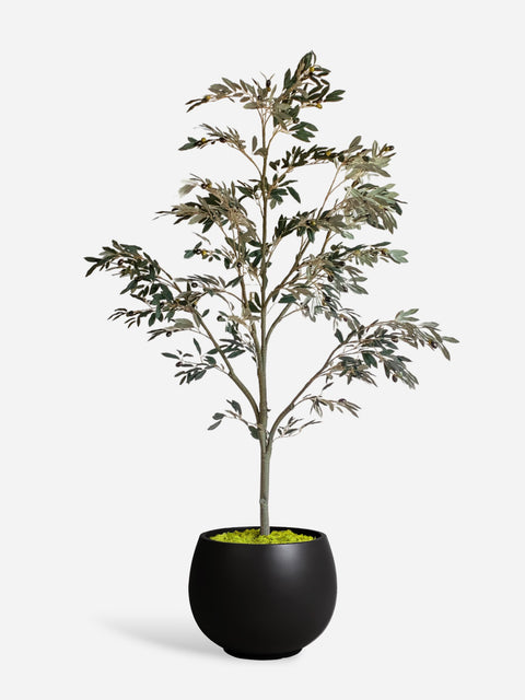 Artificial Tall Olive Tree & Juno Planter