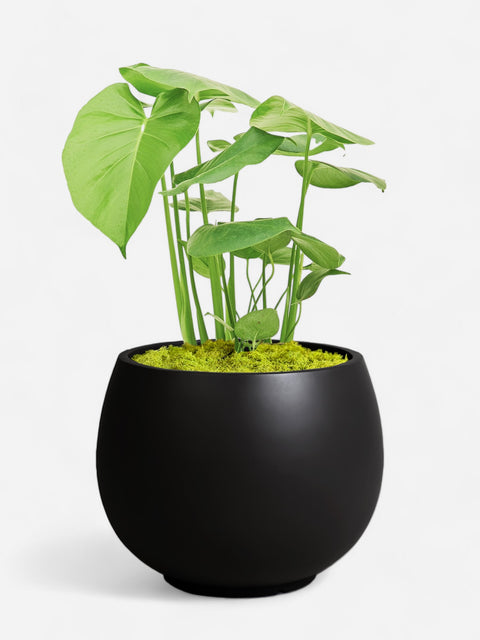 Sphere Black Planter With Moss Cover