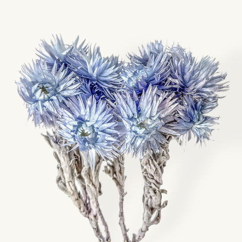 Blue Silver Daisy, Dried Wildflowers