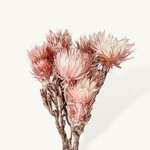 Pink Silver Daisy, Dried Wildflowers