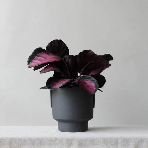 Black Ceramic Pedestal Planter