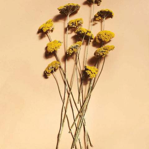 Yellow Yarrow Stems, Dried Wildflowers