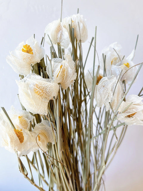 White Daylilies, Dried Wildflowers